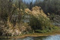 Grass and rushes growing in wetlands