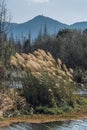 Grass and rushes growing in wetlands with the blue sky