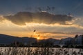 Grass and rushes growing in wetlands with sunset