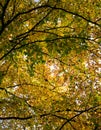 Trees show their golden autumn leaves in the bright sunlight.