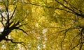 Trees show their golden autumn leaves in the bright sunlight.