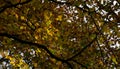 Trees show their golden autumn leaves in the bright sunlight.