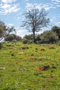 Nature reserve near Kiryat Tivon, Israel