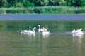 Nature reserve with swans Royalty Free Stock Photo