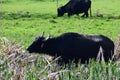 ThÃÂ¼r, Germany - 04 14 2022: two water buffalos in the swampland Royalty Free Stock Photo