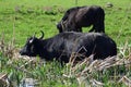 ThÃÂ¼r, Germany - 04 14 2022: two water buffalos, one in deep swamp on on solid ground Royalty Free Stock Photo