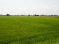 Nature rice tree grassy lush verdancy verdant verdantly verdure verdurous verdurousness greenery greenish viridity Green fields Royalty Free Stock Photo