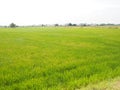 Nature rice tree grassy lush verdancy verdant verdantly verdure verdurous verdurousness greenery greenish viridity Green fields Royalty Free Stock Photo