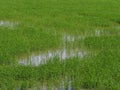 Nature rice tree grassy lush verdancy verdant verdantly verdure verdurous verdurousness greenery greenish viridity Green fields gr Royalty Free Stock Photo