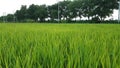 Nature, Rice, Tree, Road, Green nature, Public park, Background image, Sunlight, Sky, Photographs, Rural side, Bangladesh