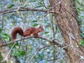 Red Squirrel Forest animal VendÃÂ©e Royalty Free Stock Photo