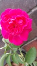 Nature rose