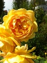 Yellow roses in the garden