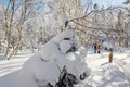 The nature rounded snow on the forest Royalty Free Stock Photo