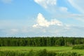 Nature of Russia at the beginning of summer - wild grass and birch trees