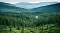 nature russian taiga clearings Royalty Free Stock Photo