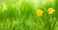 Nature Rustic spring Wallpaper with Yellow flowers daffodils