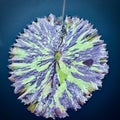Nature\'s Abstract Art: A Unique Lily Pad at the Atlanta Botanical Garden