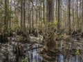 Nature\'s Art in the Exposed Roots in a Tupelo Swamp Forest Royalty Free Stock Photo