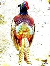 Nature`s art on Pheasant