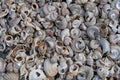 Nature`s art: seashells washed up on a beach, Aotearoa / New Zealand