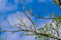 Nature's Artistry: Blue Sky and the Timeless Beauty of Old Tree Branches