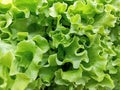 Nature\'s Artistry: Captivating Close-Up of Vibrant Green Lettuce