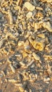 a group of coral rocks lying on the beach Royalty Free Stock Photo