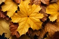 Nature\'s autumn canvas, yellow and red maple leaves gracefully descending