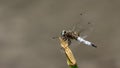 Nature's Aviator: Majestic Dragonfly Soars