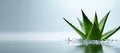 Nature\'s Beauty: Aloe Leaves and Juice for Cosmetics Promotion - Generative AI