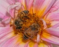 Nature\'s beauty: bee on vibrant pink dahlia blossomNature\'s beauty: bee on vibrant pink dahlia blossom