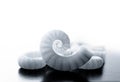 Spirula Shell Royalty Free Stock Photo