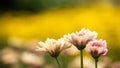 Close-Up of Vibrant Chrysanthemum in Garden