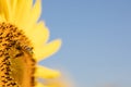 Nature's Beauty: Macro Shot of a Sunflower Bee Royalty Free Stock Photo