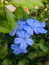 Nature's Beauty Tour - The Beauty of Sri Lanka - Flowers