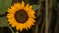 Nature\'s Brilliance: A Close-Up of a Sunflower, Radiating Warmth and Vibrancy, a Captivating Portrait of Botanical Beauty