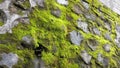 Nature's Brushstroke, Moss-Covered Stone Wall Royalty Free Stock Photo