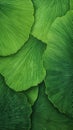 Nature\'s Canvas: A Vibrant Tapestry of Monstera, Peacock Feather