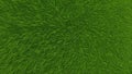Natureâs Carpet: Detailed Top-Down Texture of Green Grass Royalty Free Stock Photo