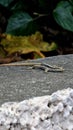 Nature's Curious Observer: Lizard on a Sun-Warmed Stone