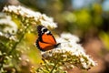 Nature\'s Dance - The Captivating World of Butterflies