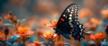 Nature\'s Delicate Beauty: Colorful Butterfly Perched on Vibrant Flowers. Concept Nature