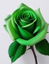 Nature\'s Delight: Vibrant Green Paper Rose for Sale