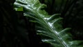 Nature\'s Elegance: Close-Up of Fern Leaf in a Lush Tropical Rainforest