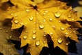 Nature\'s Elegance Rain-Kissed Texture of Yellow Maple Leaves, a Captivating Display of Autumn\'s Beauty. created AI