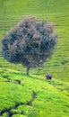 Tea Fields and Bison Harmony