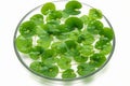 Nature\'s Elixir: Close-up of Centella Asiatica Leaves with Raindrop (AI Generated)