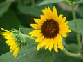 Nature`s Engineering of a Sunflower in Detail