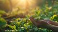 Nature\'s Gift: A Green Plant Held in Hands, Symbolizing Ecology and Nature on a Beautiful Background Royalty Free Stock Photo